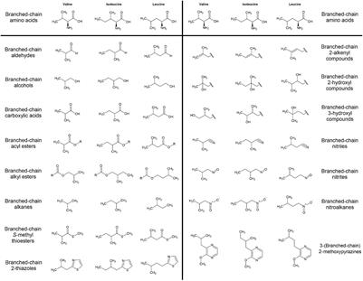 Branched-Chain Volatiles in Fruit: A Molecular Perspective